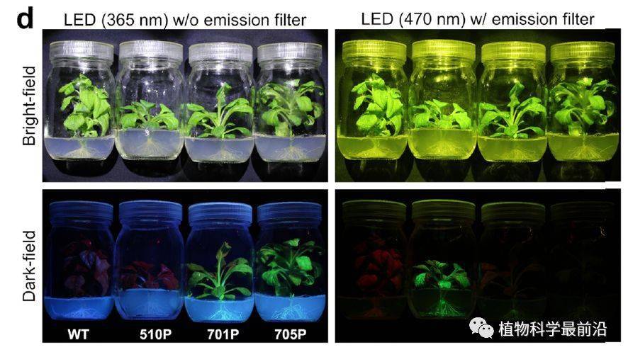 植物表达这个gfp,荧光肉眼可见