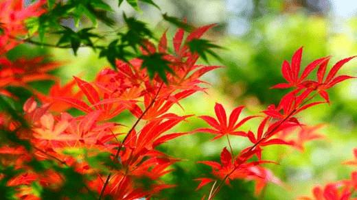 靳秀萍 | 浅析《枫叶集》之美学意义—读《枫叶集》有