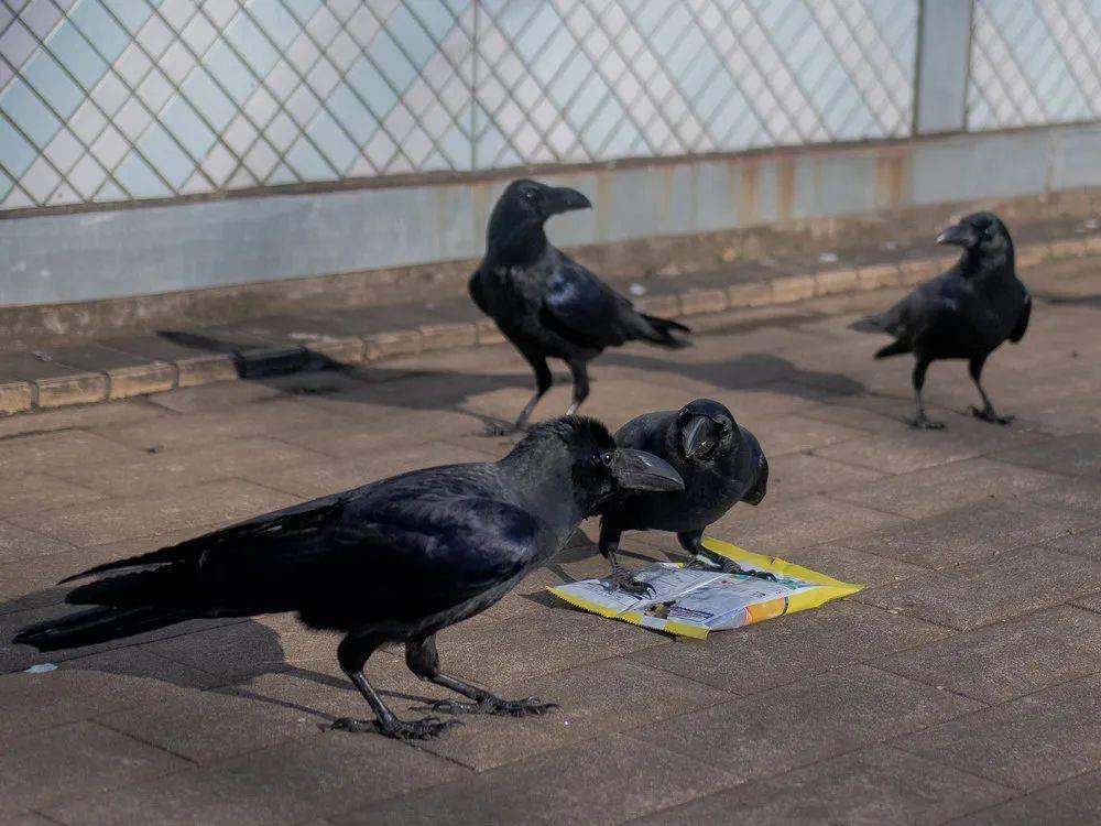 奇奇怪怪的日本丨日本乌鸦,比人类还嚣张的大佬级生物_文化