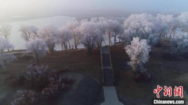 新疆百万亩原始胡杨林披银装 壮美雾凇景观吸引游客