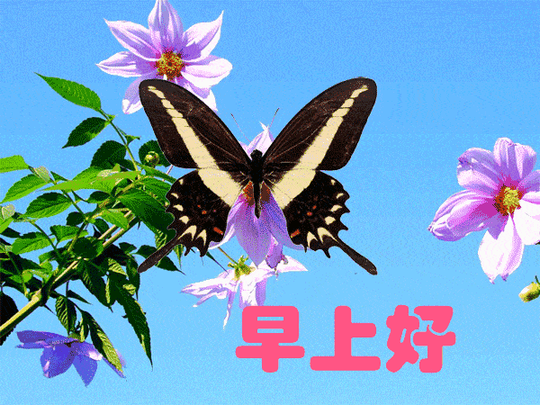 1月4日最漂亮早上好动态表情图片大全早晨好美图大全