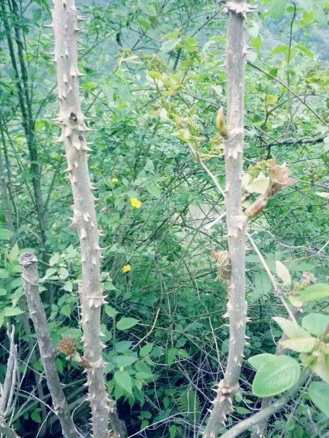 达真红(一)乌龙头乌龙头系灌木植物,别名木龙头,其树上长着一身短刺