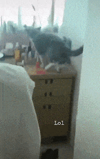 小猫咪能有什么坏心眼呢?只不过是一肚子坏水罢了!