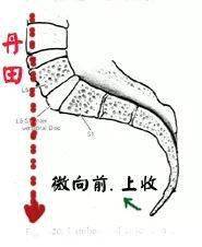 含胸拔背(图解)_尾闾