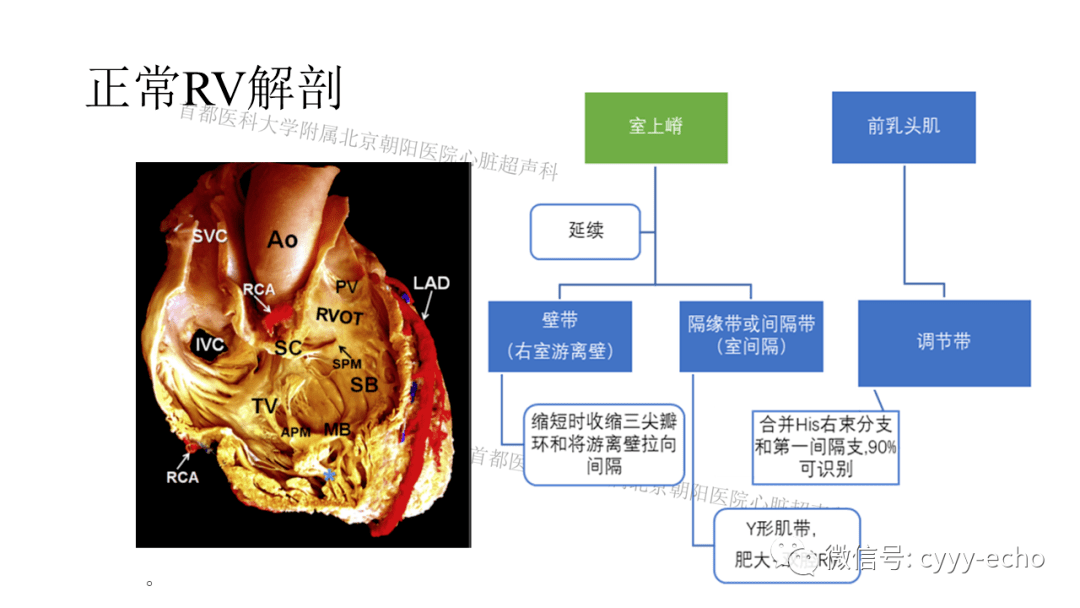 右心室结构,功能和功能障碍(一)