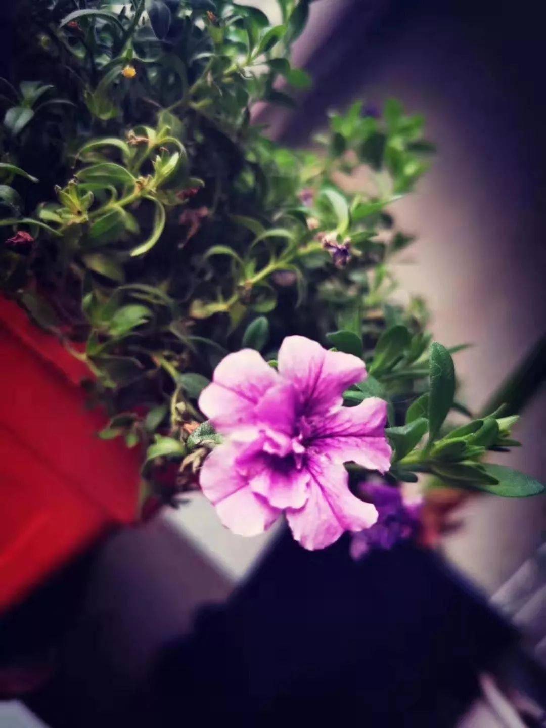 为什么不能捡别人的花回家 1dc8729b3ba1408ebbf57a35ae142a3e.jpeg