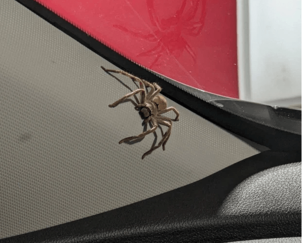毛骨悚然澳洲女子车内出现数百只猎人蛛