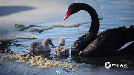 北京圆明园黑天鹅 湖中“起舞” 姿态优雅惹人醉