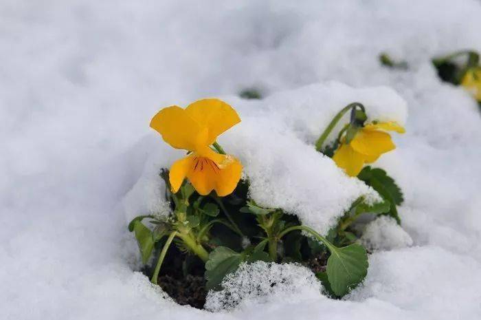 冰天雪地里的角堇和羽衣甘蓝,惊艳了生活!