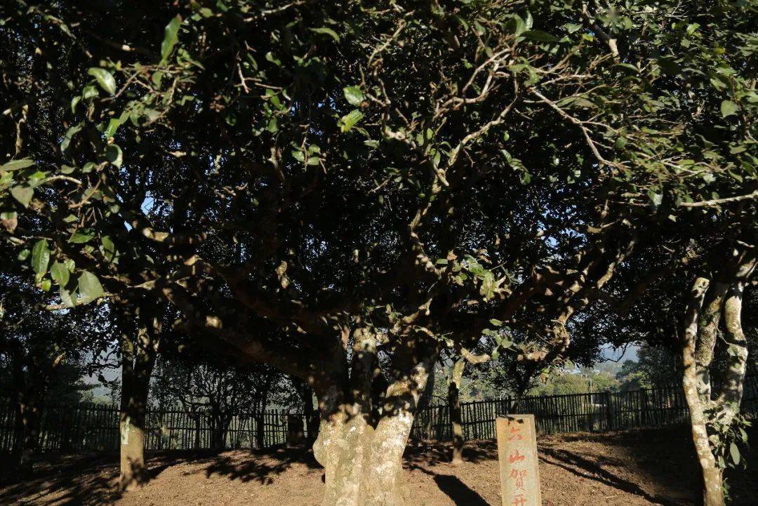 古树茶园(六山贺开壹号古树普洱茶王,1400多年历史)