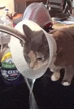 猫最傻的样子,你见过吗?