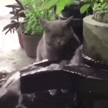 猫最傻的样子,你见过吗?