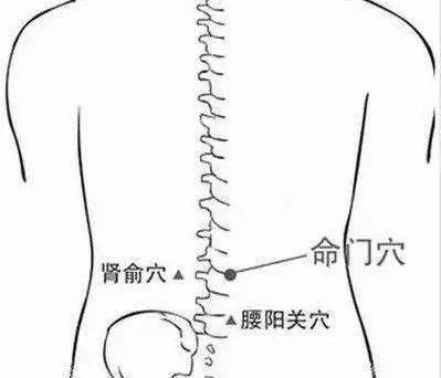 命门穴是督脉的第四个穴位,古人认为人体的元气是在命门穴这个位置