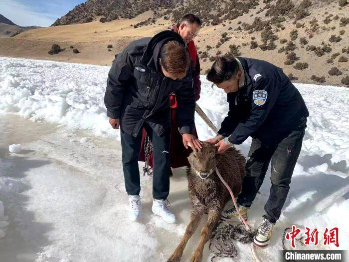 青海营人口_青海人口密度分布图