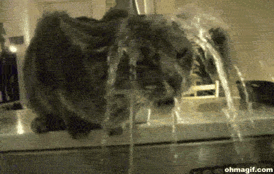 猫最傻的样子,你见过吗?