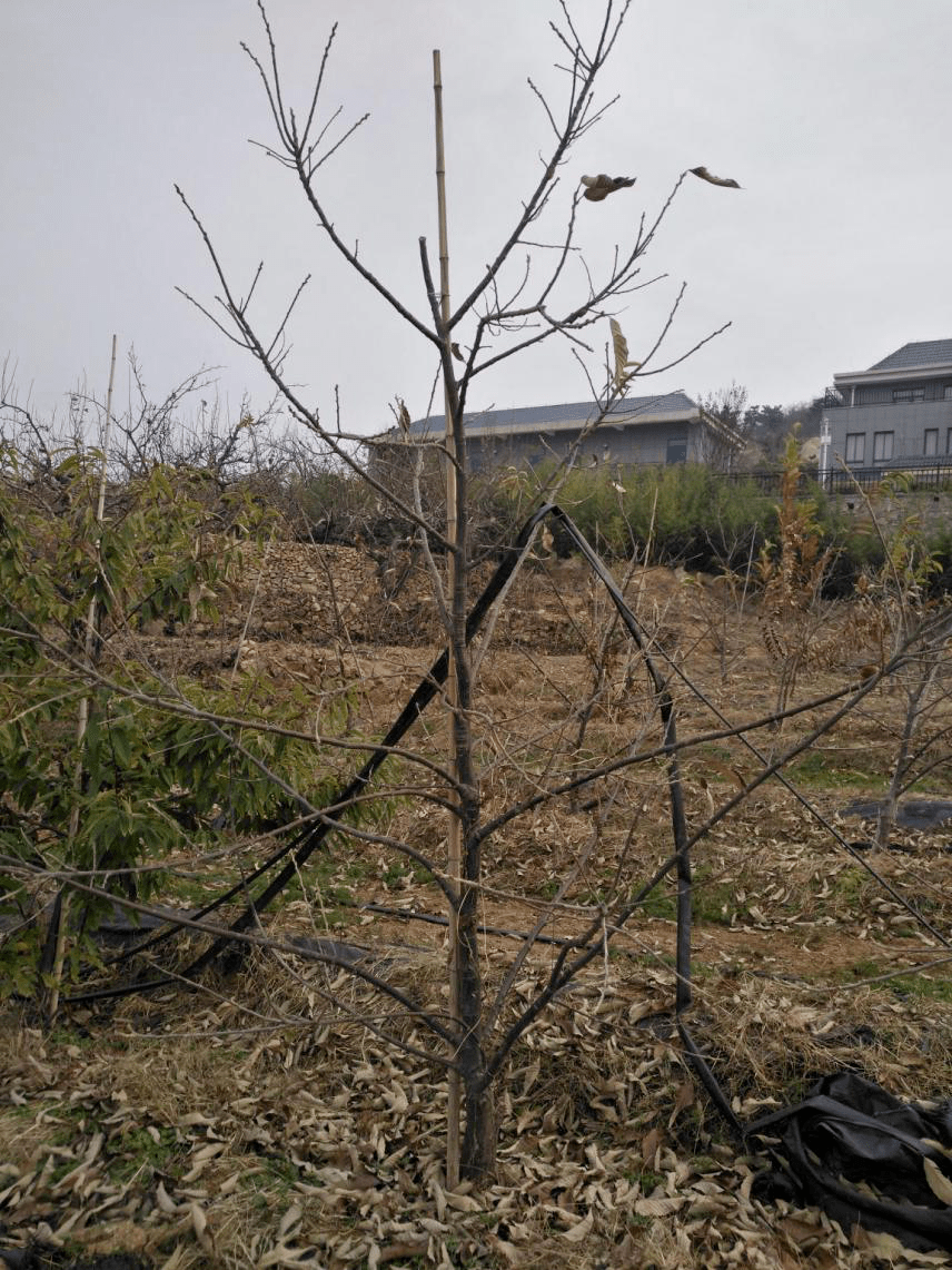 板栗整形修剪技术要点