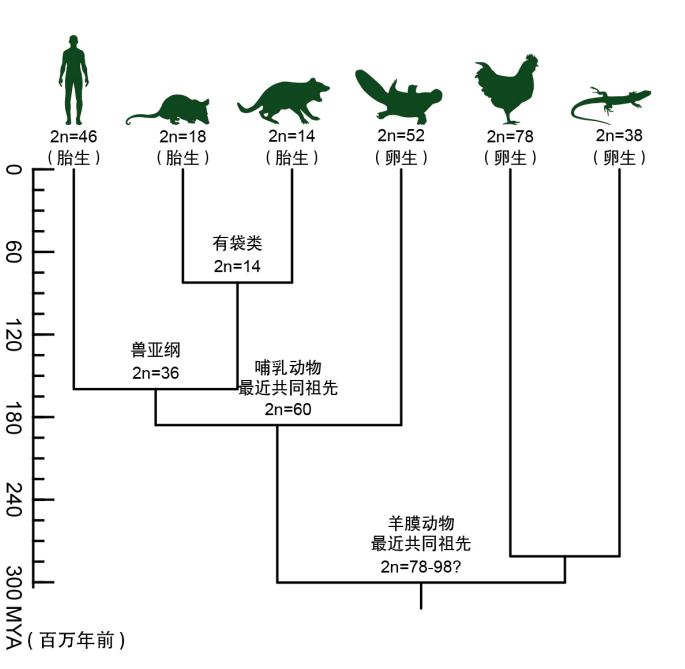 研究|华大等机构揭示鸭嘴兽多条性染色体和卵生之谜