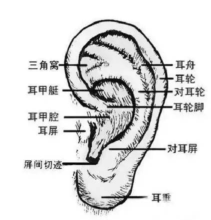 勾勒的形也不同,要了解耳朵的详细结构和内部构造,不可直接的一条曲线