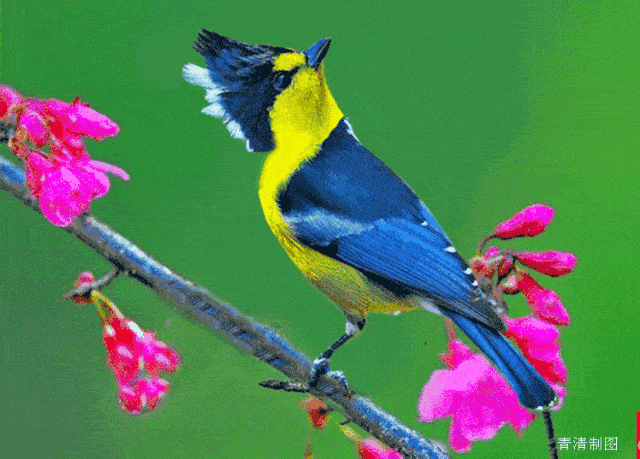会动的鸟图,有趣!_花鸟