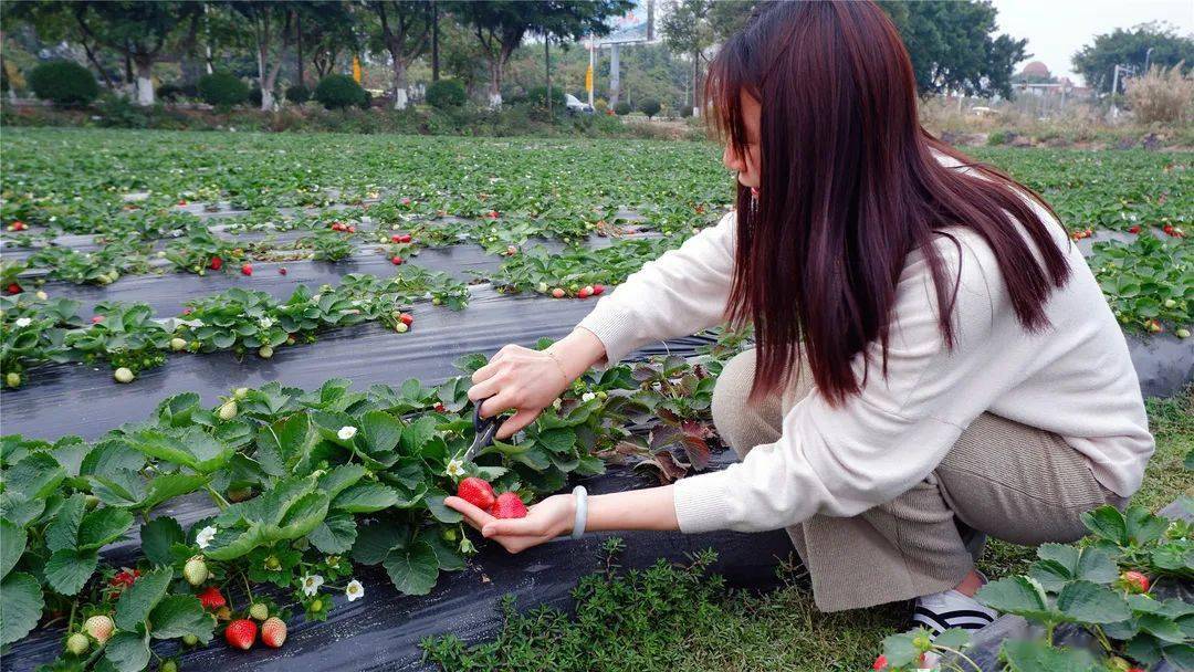 草莓采摘士多俾梨不能莓有你