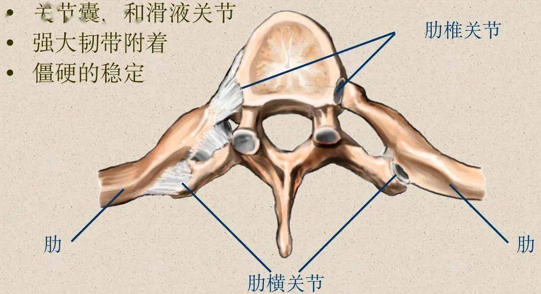 脊柱超详细解剖高清图文版