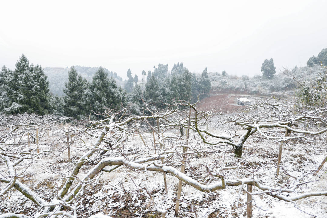 皑皑田园雪未化，周末跟着这份成都乡村玩雪地图去雪地里撒点野