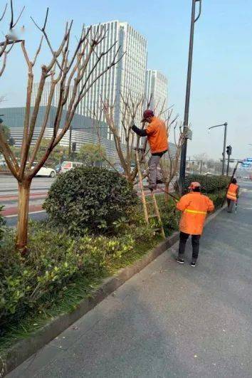 各绿化养护单位将以紫薇修剪样板为要求,严格遵循修剪手法,密切关注