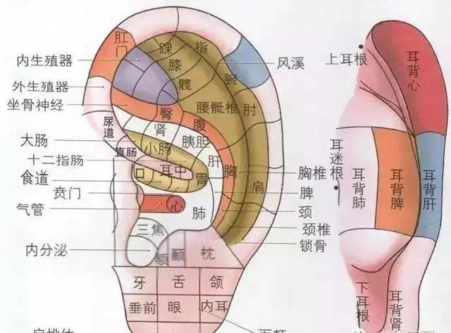 每天晚上捏这里,男的越捏越强壮,女的越捏越年轻!对肾