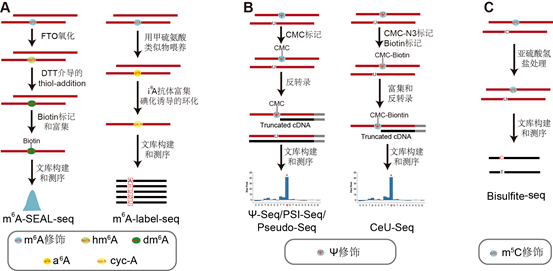 伊成器课题组综述:揭示真核生物mrna上的化学修饰和基因表达调控