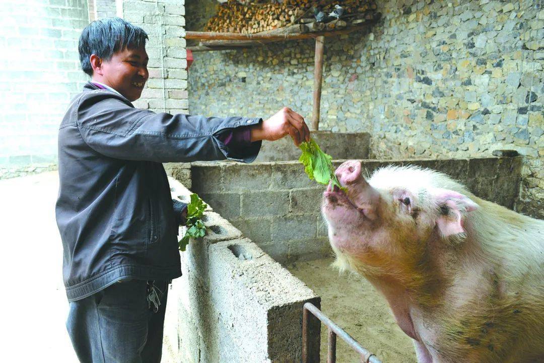 生猪禁养取消鼓励农户养猪那自家剩菜剩饭可以喂猪吗