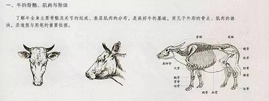 一, 先来了解一下牛的骨骼,肌肉与形体结构各种牛,因