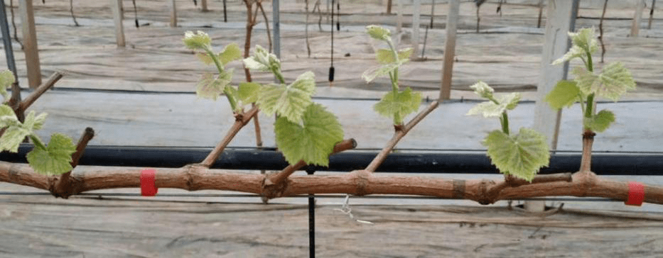 果树生产技术成果展▏葡萄夏季修剪
