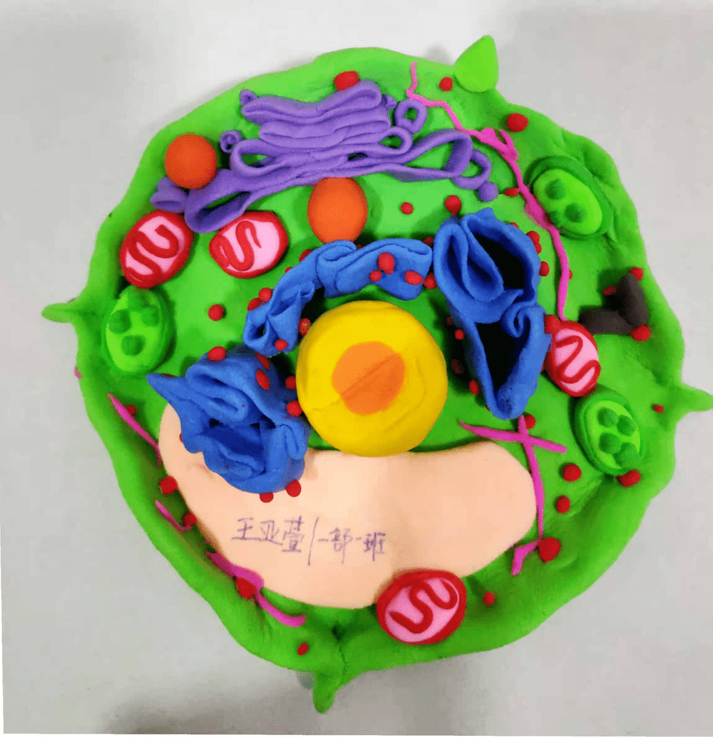 聊城二中高一年级举办生物细胞模型制作大赛