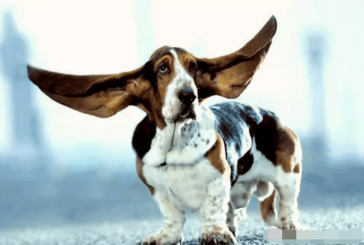 世界上最大的狗是什么狗视频 aef37a2de57640c0b9a73850697f17e1.png