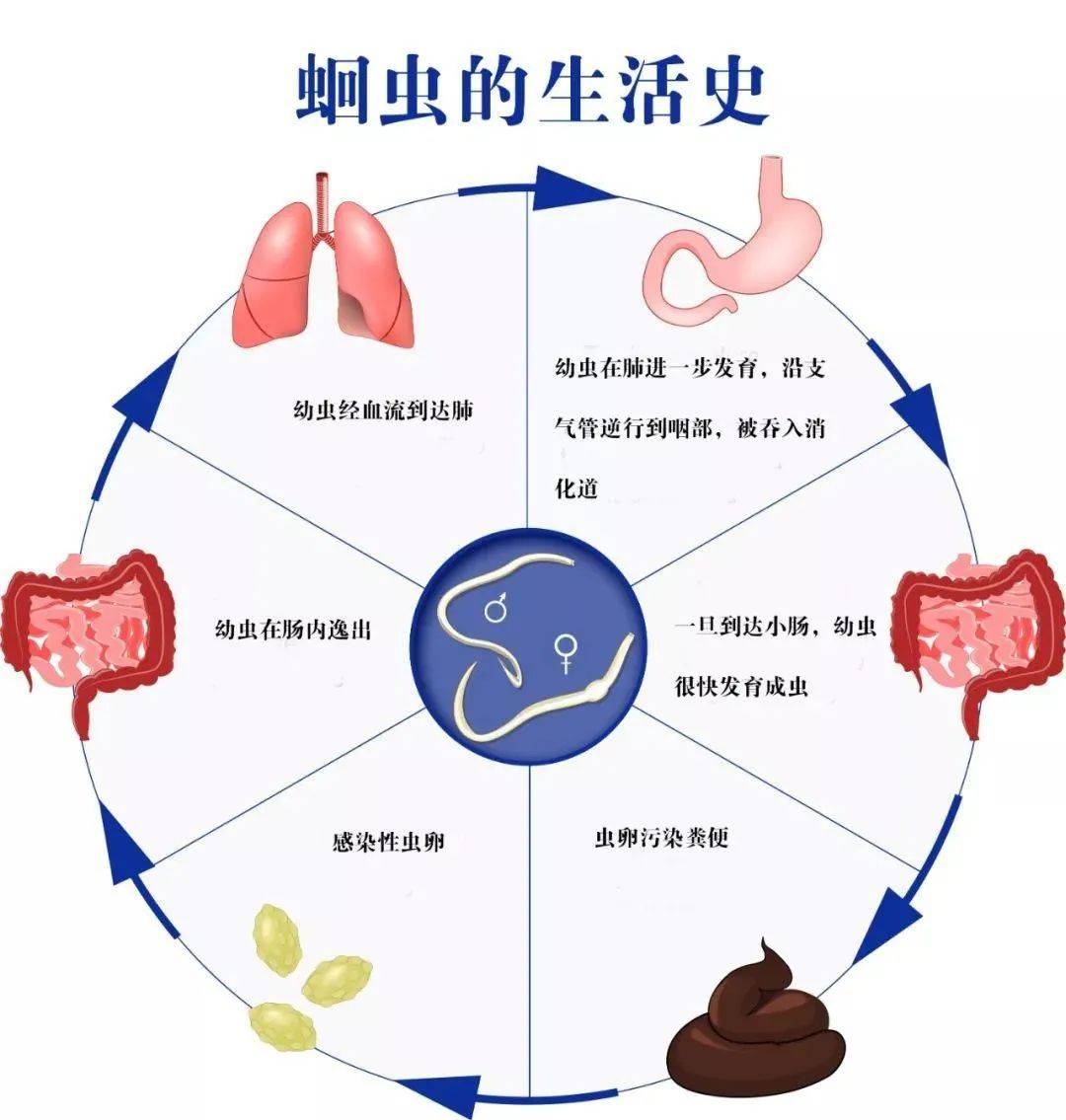 蛔虫生活史,图片来源百度图库幼虫经过肠壁侵入肠粘膜,进入淋巴腺和