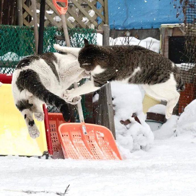 雪地里打架的猫咪,火气大的猫咪不怕冷