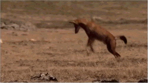 披着狐狸皮的狼,也是世界上最濒危的狼种,战斗力最弱的狼