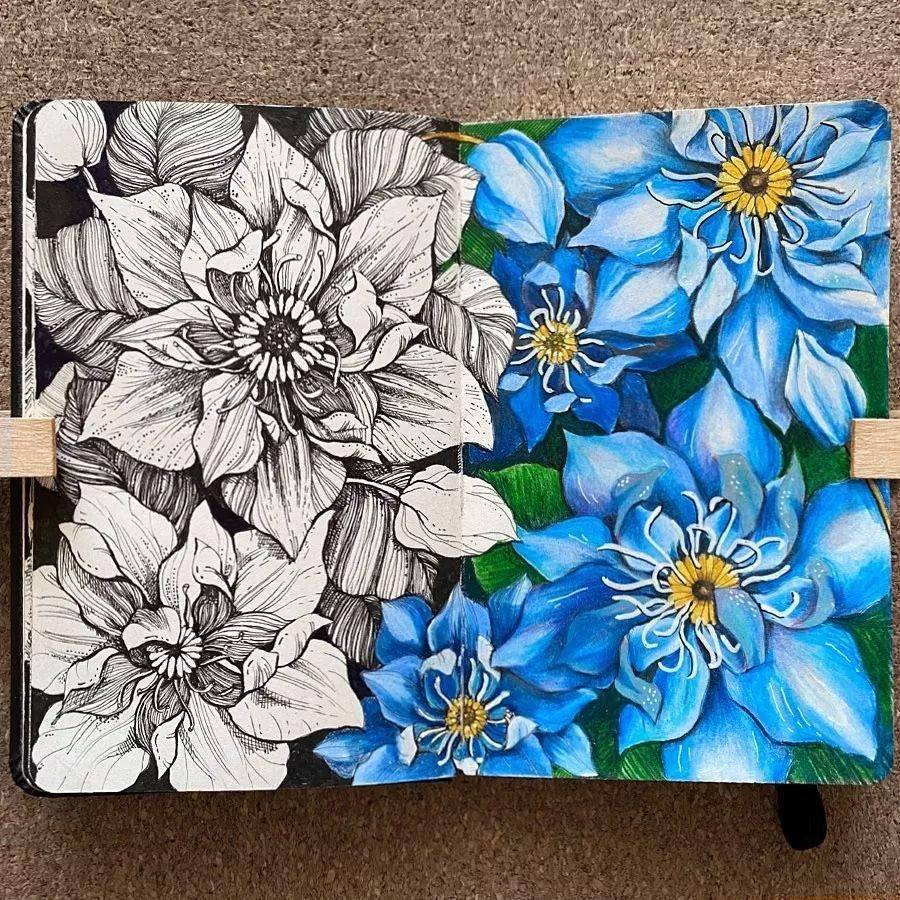 线稿的无穷魅力~彩铅与线稿的对比作品欣赏_昙花