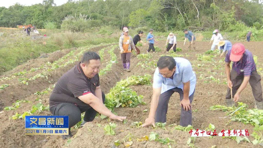 文昌文城镇经济总量_海南文昌文城镇地图
