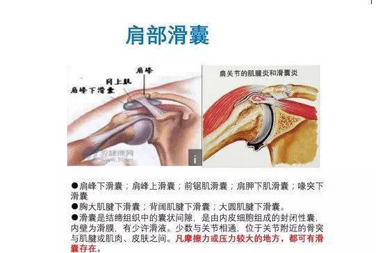 肩关节软组织压痛点的解剖与临床