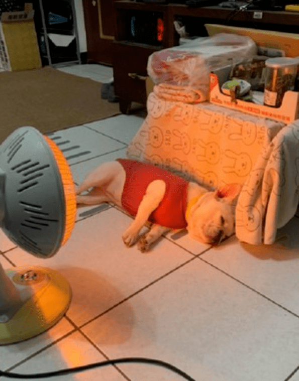 天太冷，狗狗跑到暖爐前烤火，網友笑翻：還不忘翻面！ 萌趣萌寵 第3张