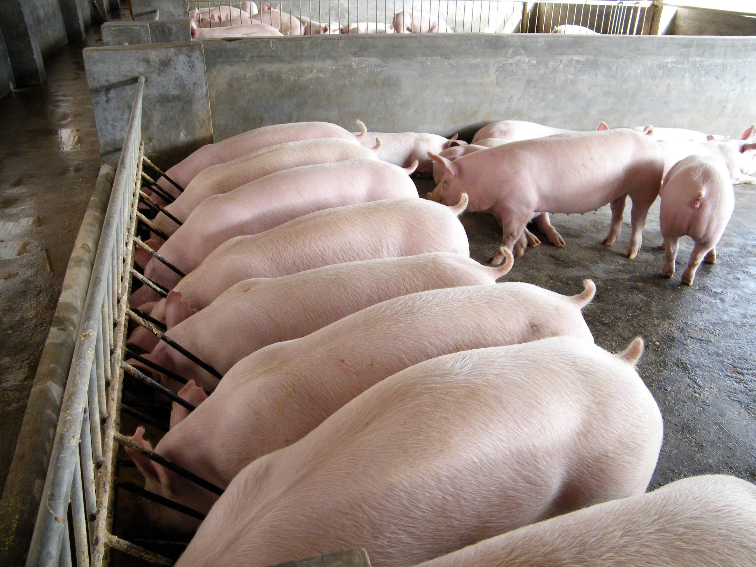 冬季养猪场育肥有难度,这6个方法可提高育肥效率,大养猪场都用