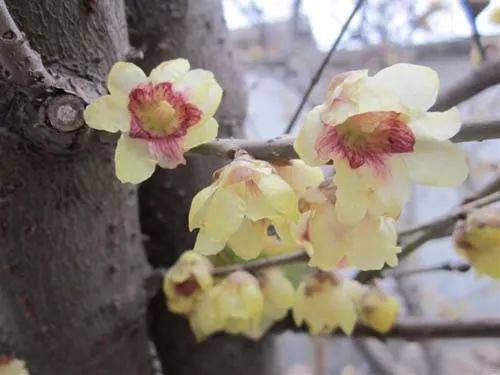 【卓越旅游 又是一年腊梅季,花开时节香满谷