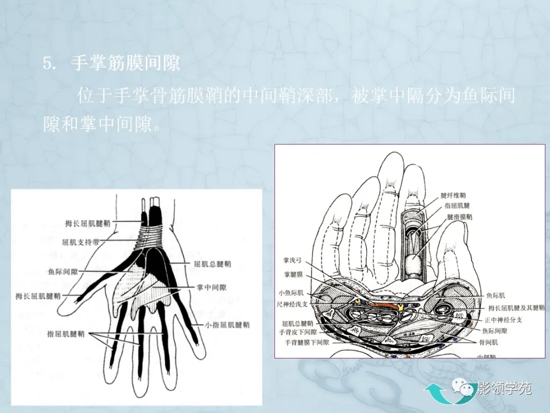 四肢断面解剖及影像