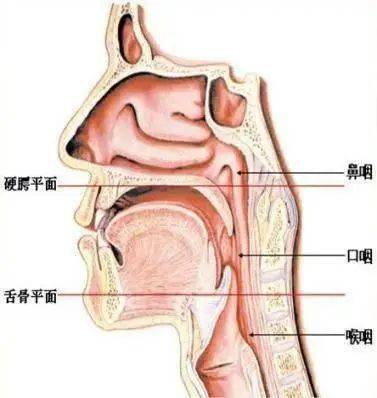 鼻窦炎, 鼻咽部炎症等,可因其炎性分泌物经后鼻孔至咽后壁刺激黏膜