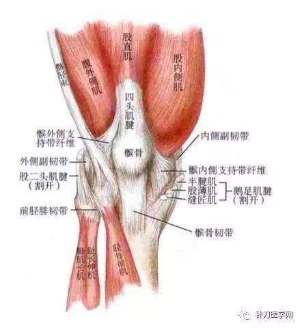 屈足关节的肌肉有:小腿三头肌,拇长屈肌,趾长屈肌,胫骨后肌,腓骨长,短