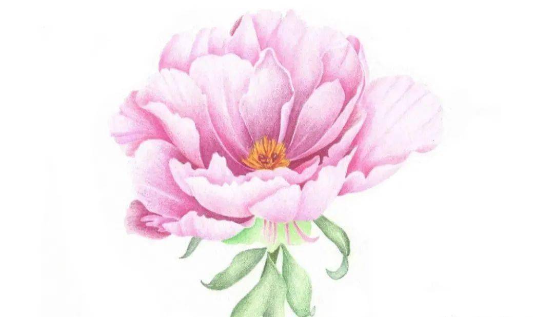 彩铅教程 画一朵盛放的牡丹花,超详细