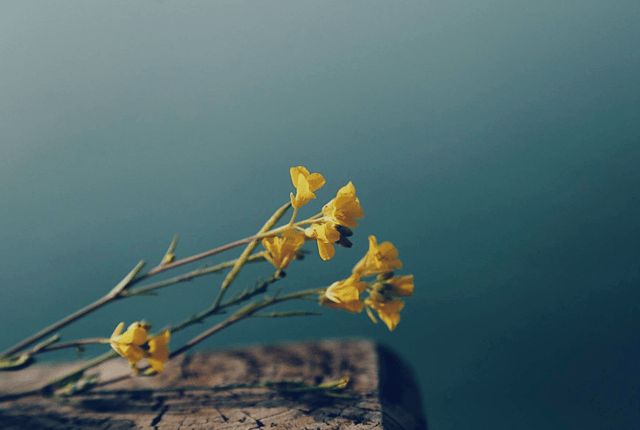 不问过去,不问归期,不问人心