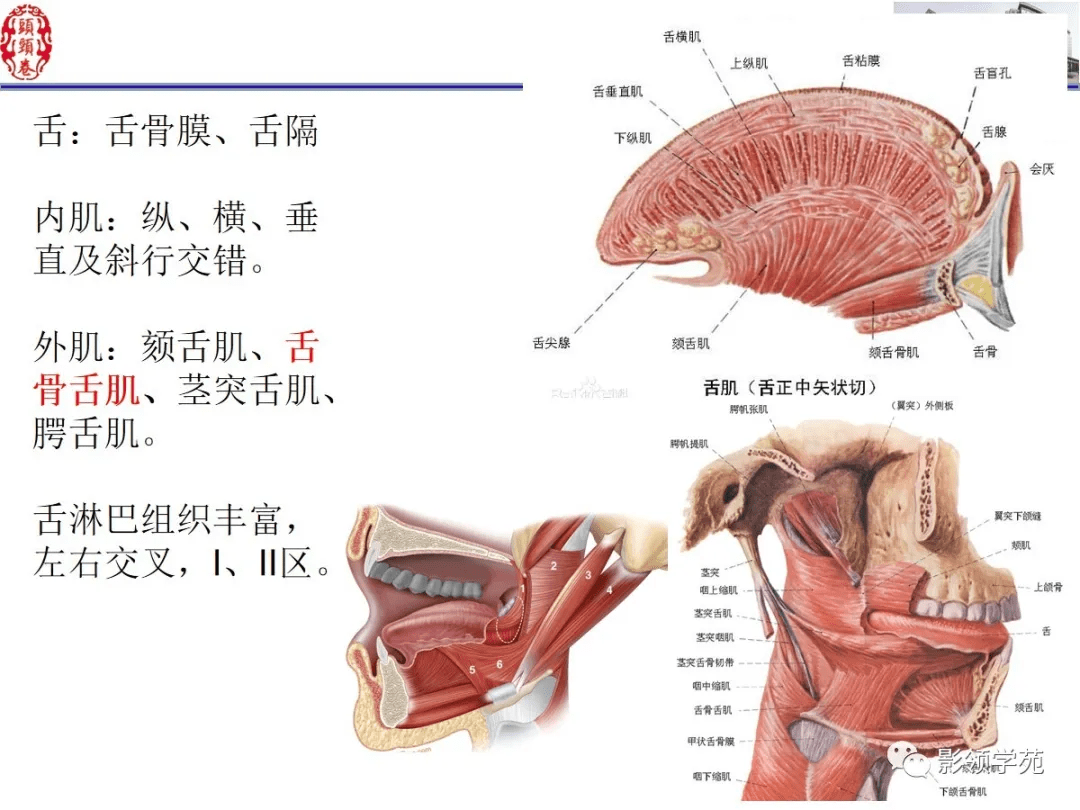 舌,口底影像解剖及常见疾病诊断