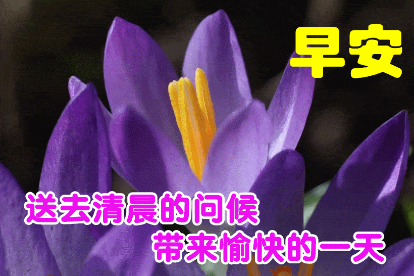 1月13日最漂亮早上好动态表情图片大全,早晨好动图美图大全